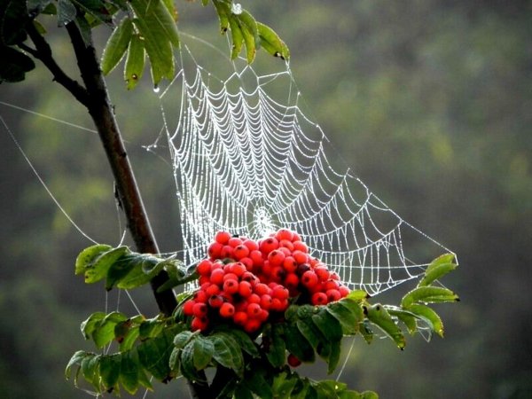 Паутина и шиповник