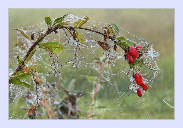 Бабье лето паутина