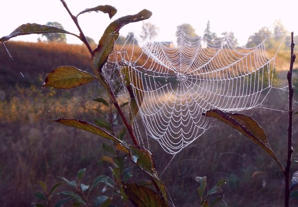 Осенняя паутина