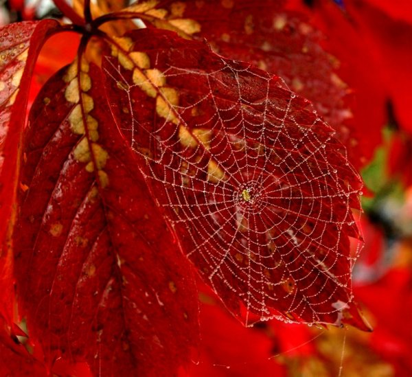 Осенняя паутина