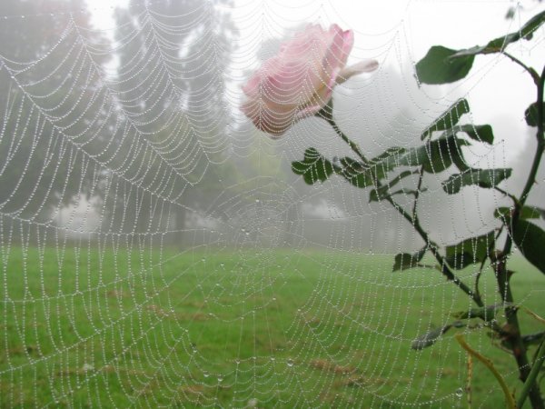 Осенняя паутинка