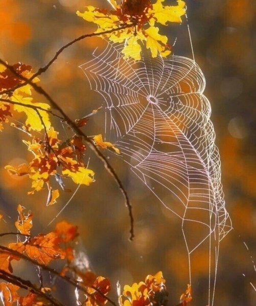 Осенний лист в паутине