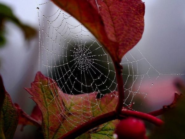 Паутинка Лукас