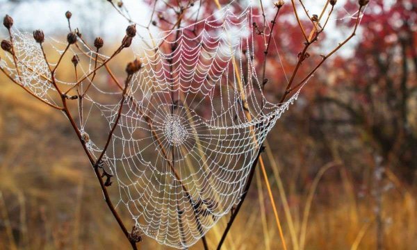 Осень паутинка