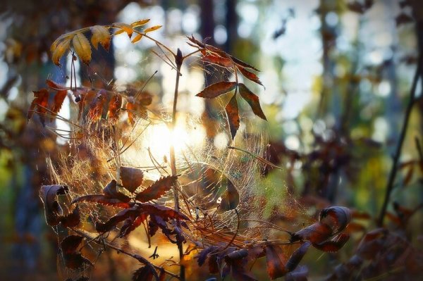 Осенняя паутина