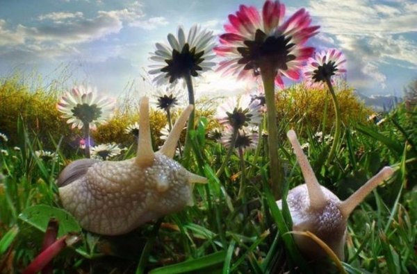 Белка кушает