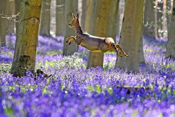 Котики лето