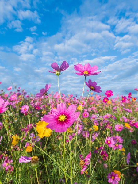 Поле с подсолнухами