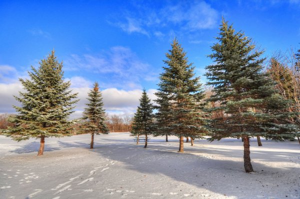 Хвойные растения зимой