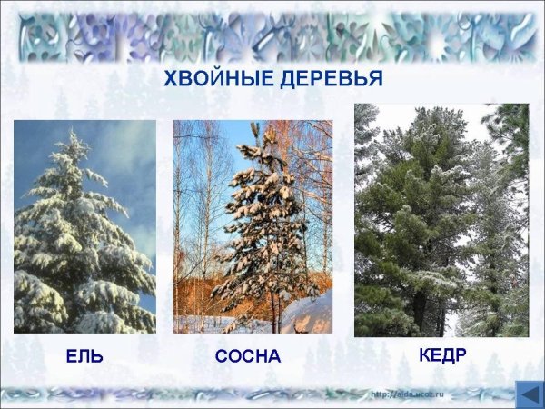 Дендропарк Сергач