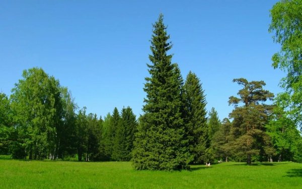 Зимняя елка