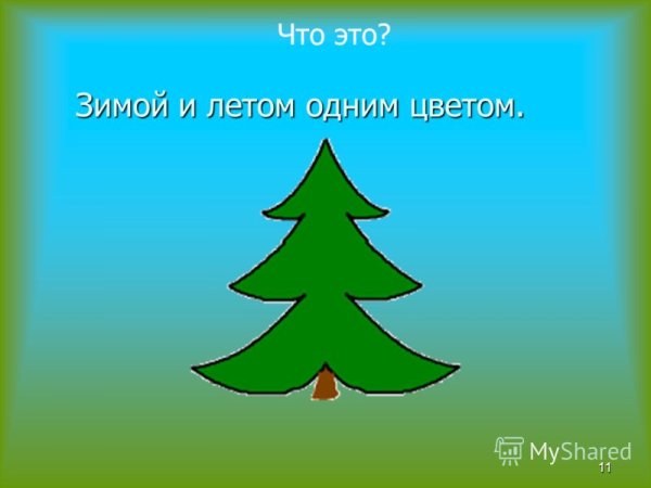 Пихта Ханты-Мансийск