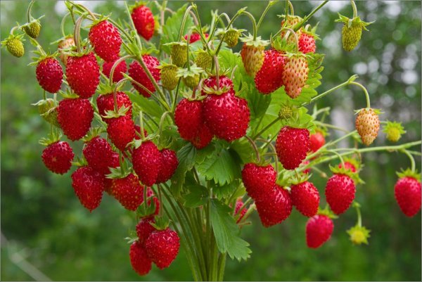 Открытки с земляникой