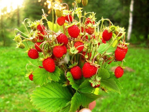 Земляника Руяна ремонтантная 100шт