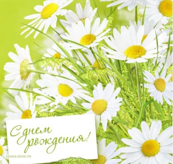Поздравительные открытки с ромашками