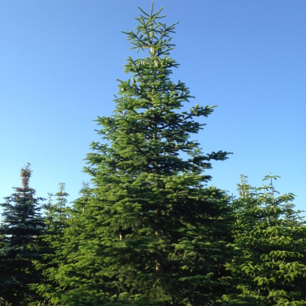 Лиственница дерево хвойное