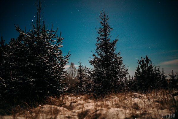 Елка в лесу летом