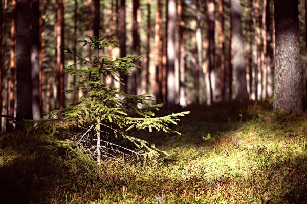 Ель Дальневосточная