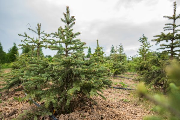 Ель в природе