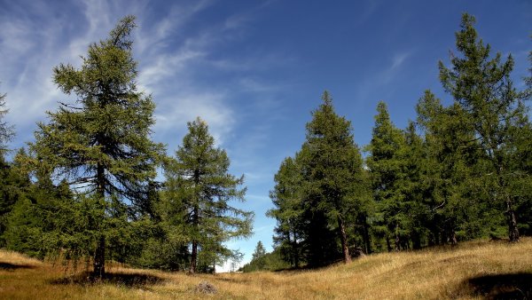 Маленькая елка в лесу