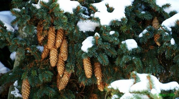 Елка в природе