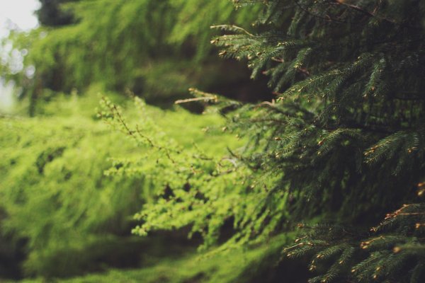 Пихта Лесная