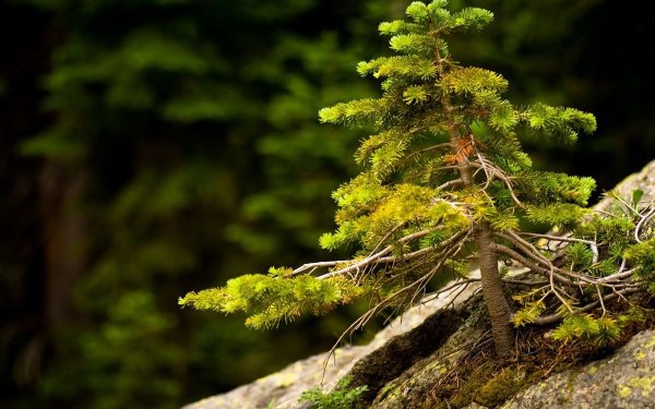 Ель красная Nova Scotia Canada