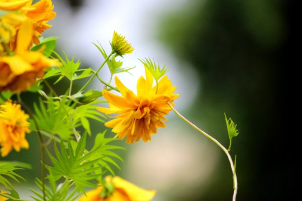 Фон рабочего стола август