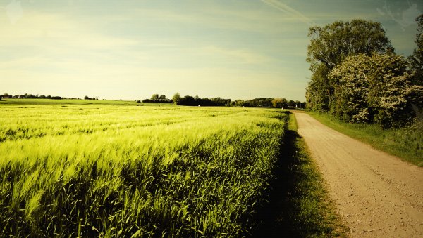 Природа сентябрь цветы