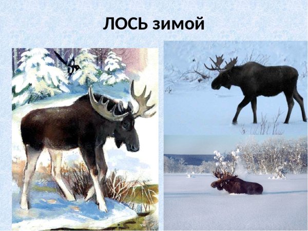 Лось и лосёнок для дошкольников