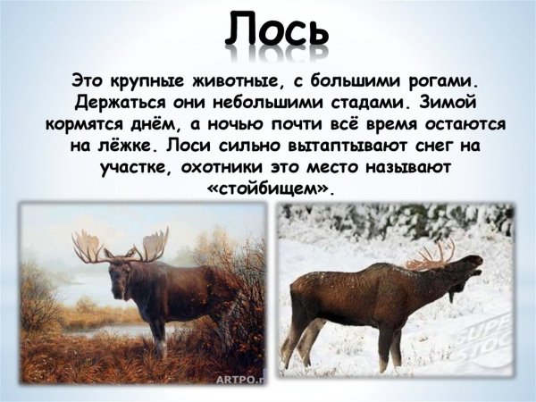 Презентация Лось для дошкольников
