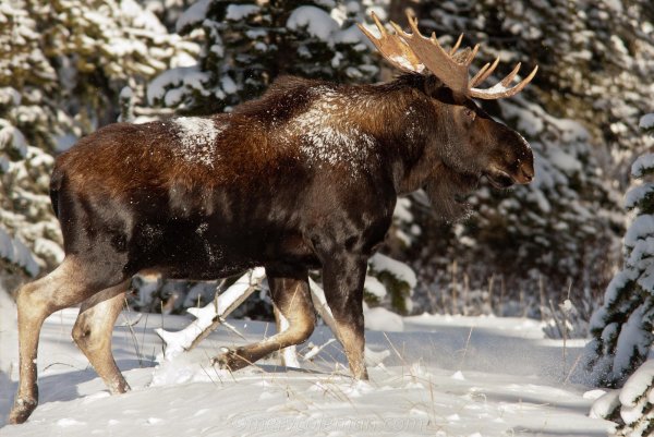 Лось в снегу