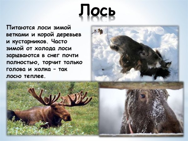 Лоси питаются добавить второстепенные. Лоси питаются добавить второстепенные