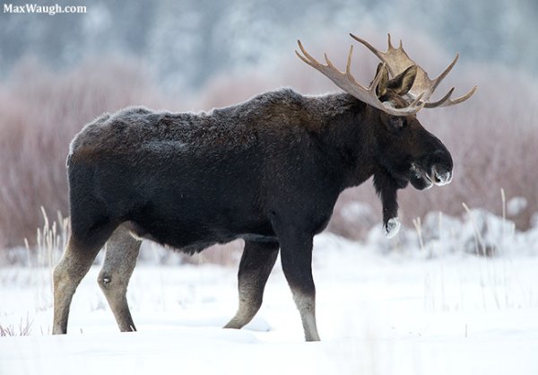 Лось под снегом