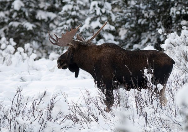 Лось в Удмуртии