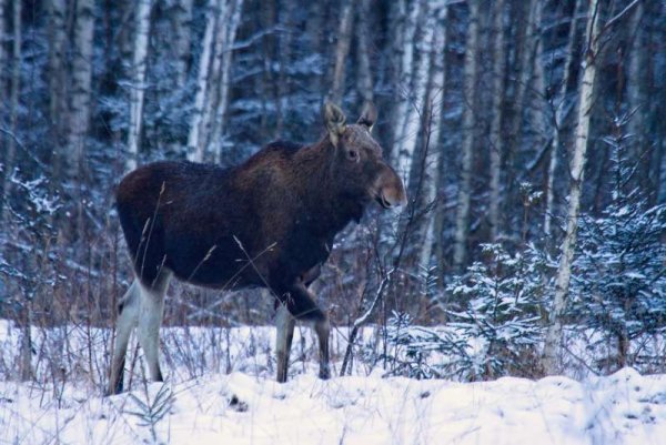 Лось зимой в лесу