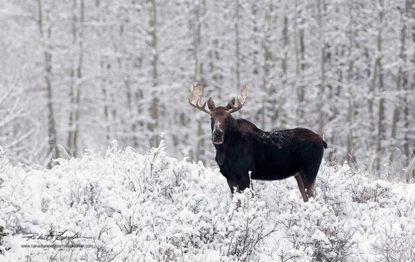 Восточносибирский Лось