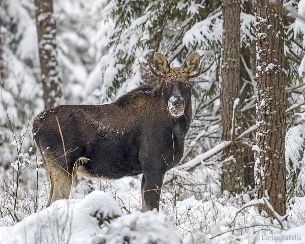 Лосиха весной