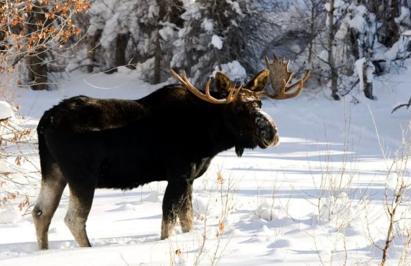 Лось в Вологодской области