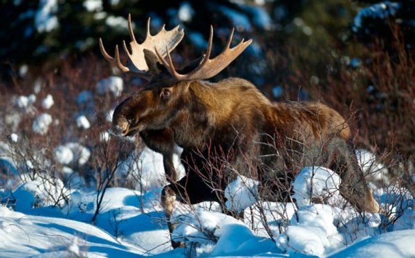 Лось в зимнем лесу