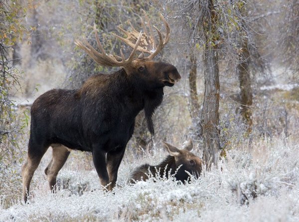 Лось зимой