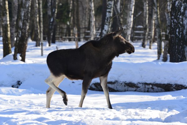Сибирский Сохатый