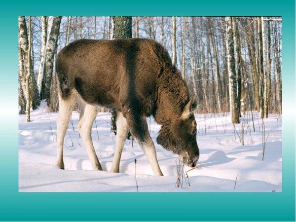 Лосенок в зимнем лесу