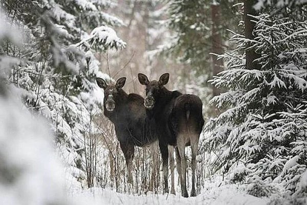 Животные Республики Коми Лось