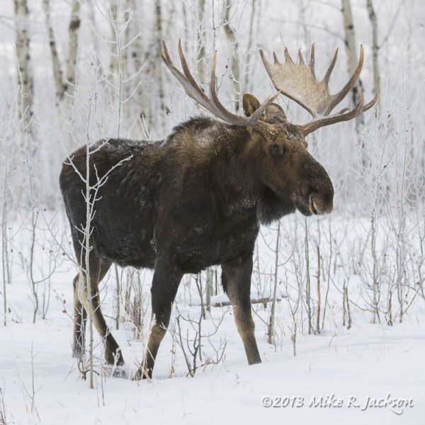 Лось зимой в лесу