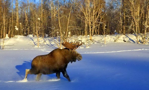 Лось зимой