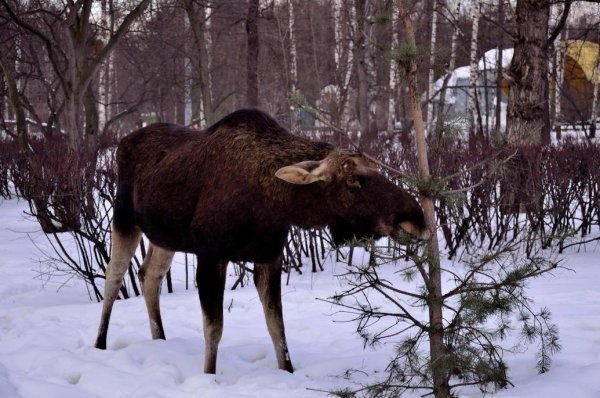 Лось Самарская лука