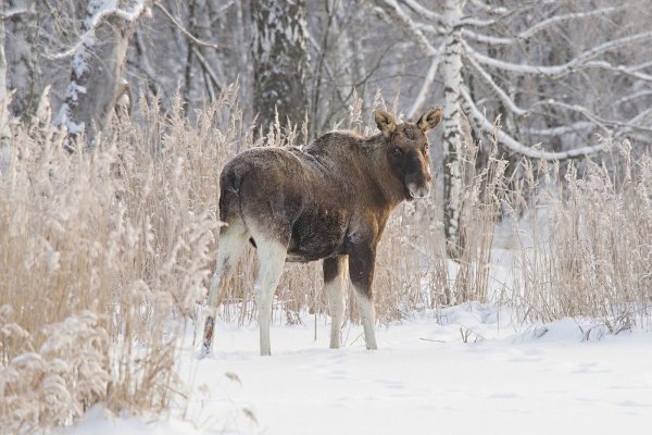 Robert Bateman Лось