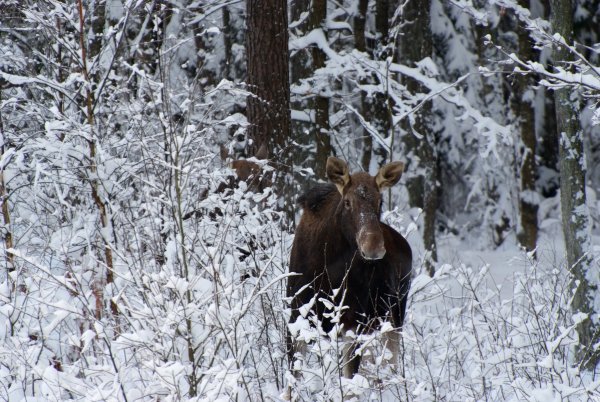 Лось в зимнем лесу
