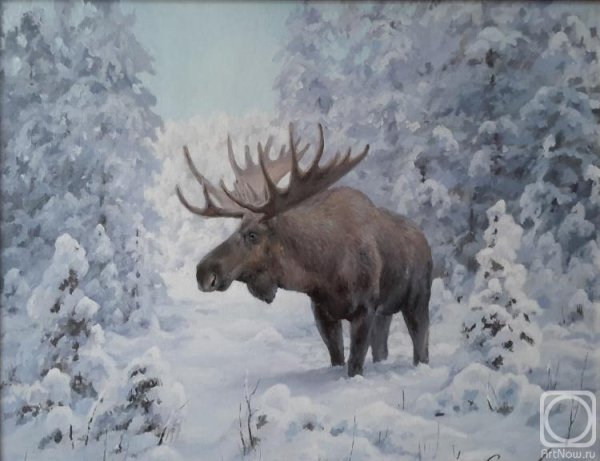 Лось Мурманской области